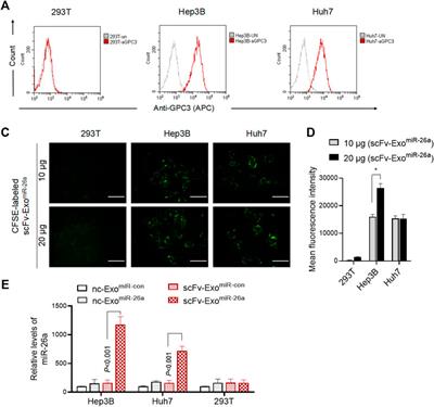 Delivery of miR-26a Using an Exosomes-Based Nanosystem Inhibited Proliferation of Hepatocellular Carcinoma